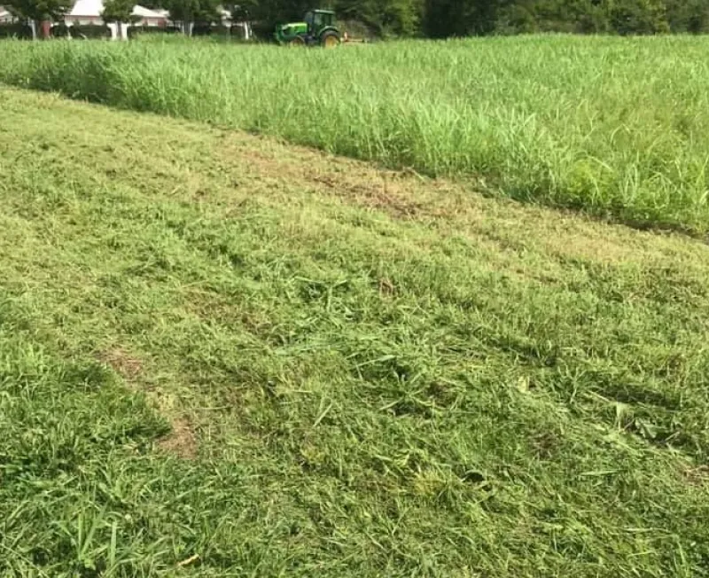 lawn care treatment memphis tn