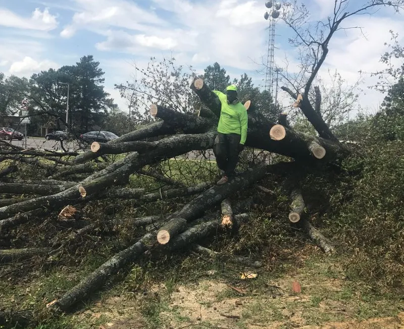 tree seasonal cleanup bottom memphis tn